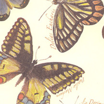 Botanical Butterfly Print Italian Paper ~ Leonardo Communication